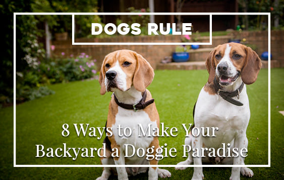 How to Make Your Backyard Pet Friendly